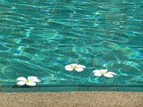 Abstract,Background,With,Tropical,Frangipani,Flower,Floating,In,Water.,A